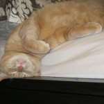 Pixie's Portfolio